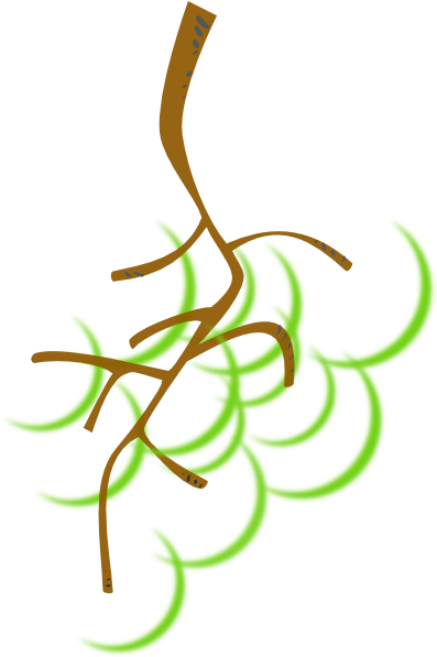 How To Set Use Nice Green Grapes Clipart - Grapes Stem Clipart (420x596), Png Download
