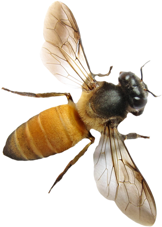 Free Icons Png - Honey Bee Wings (403x492), Png Download