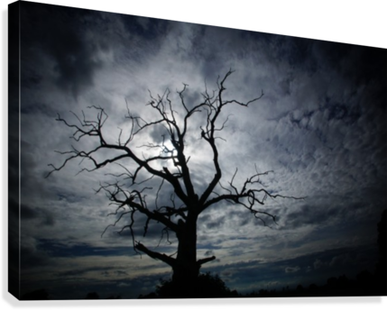 Scary Tree Canvas Print - Canvas Print (429x344), Png Download