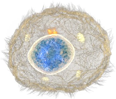 As Stem Cells Divide And Become Skin Cells, The Mature - Stem Cell No Background (640x480), Png Download