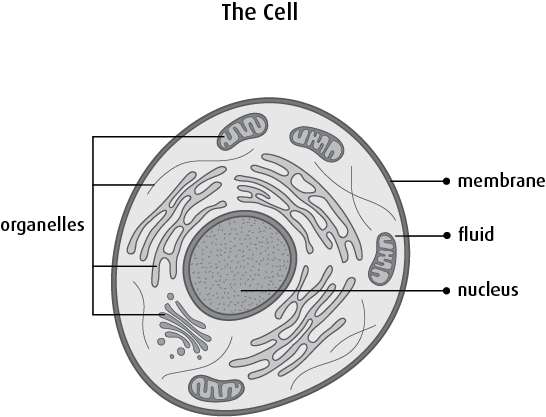 Each Chromosome Has Many Genes , Which Tell The Cell - Cellule Du Corps Humain (546x417), Png Download
