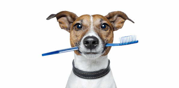 Brushing Your Pets Teeth - Social Media Ideas For Apartment Communities (595x294), Png Download