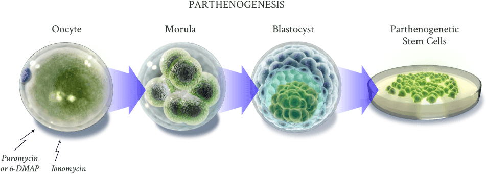 The Human Parthenogenetic Stem Cells Are Created By - Therapy (985x353), Png Download