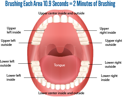Tooth Brushing Time, Tooth Brushing, Toothbrushing, - Temporary Teeth And Permanent Teeth (427x347), Png Download