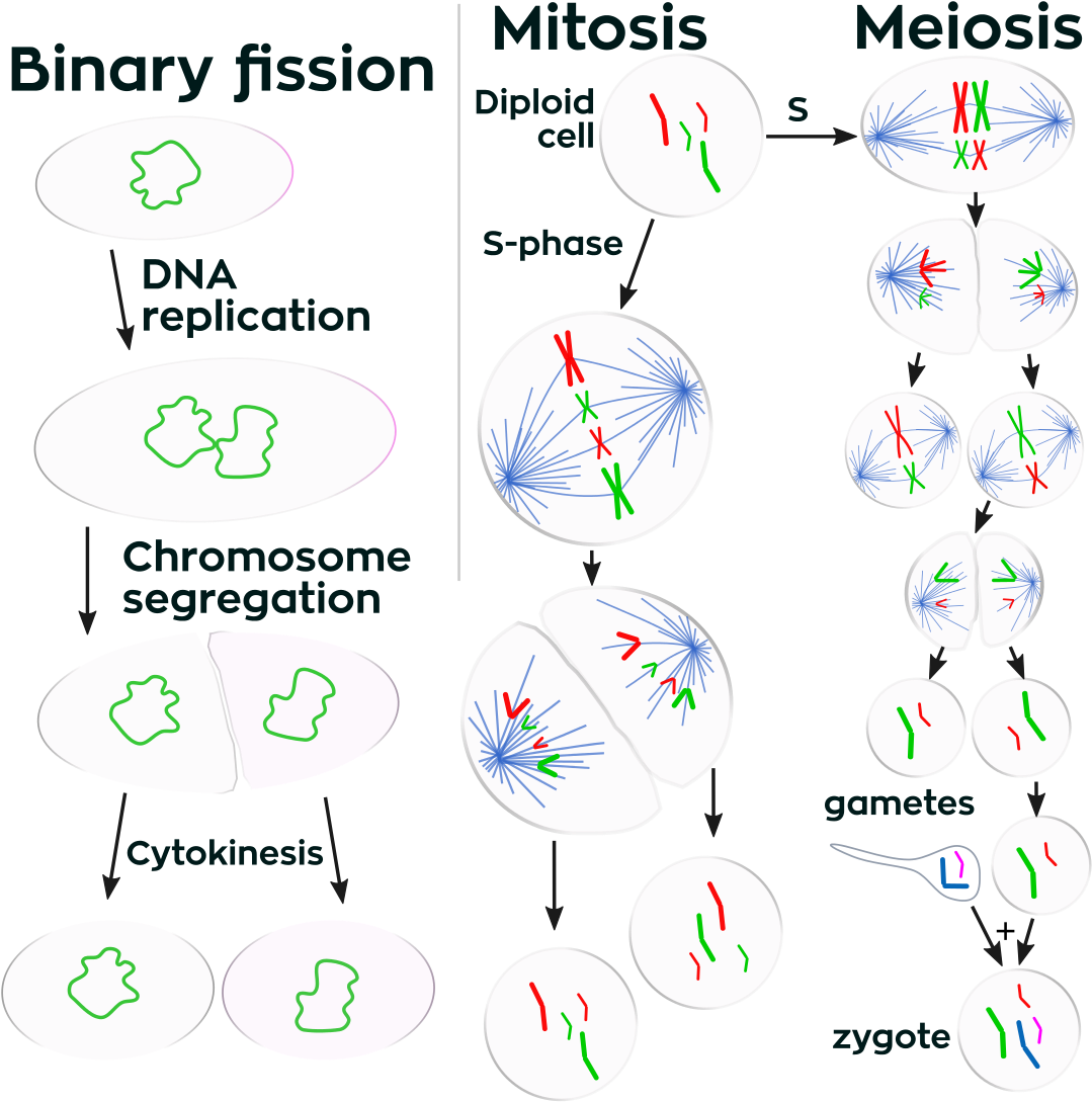 Cell Division (1200x1210), Png Download