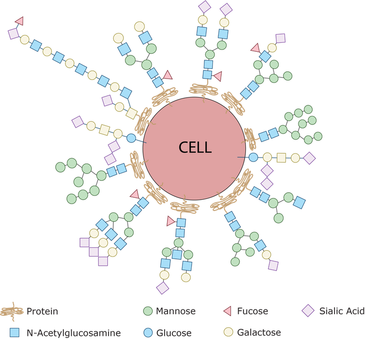 Every Single Cell In The Human Body Is Covered With - Glycome (754x699), Png Download