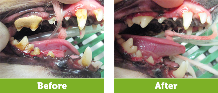 Your Dental Exam Is Also A Great Time For Your Veterinarian - Tongue (900x300), Png Download