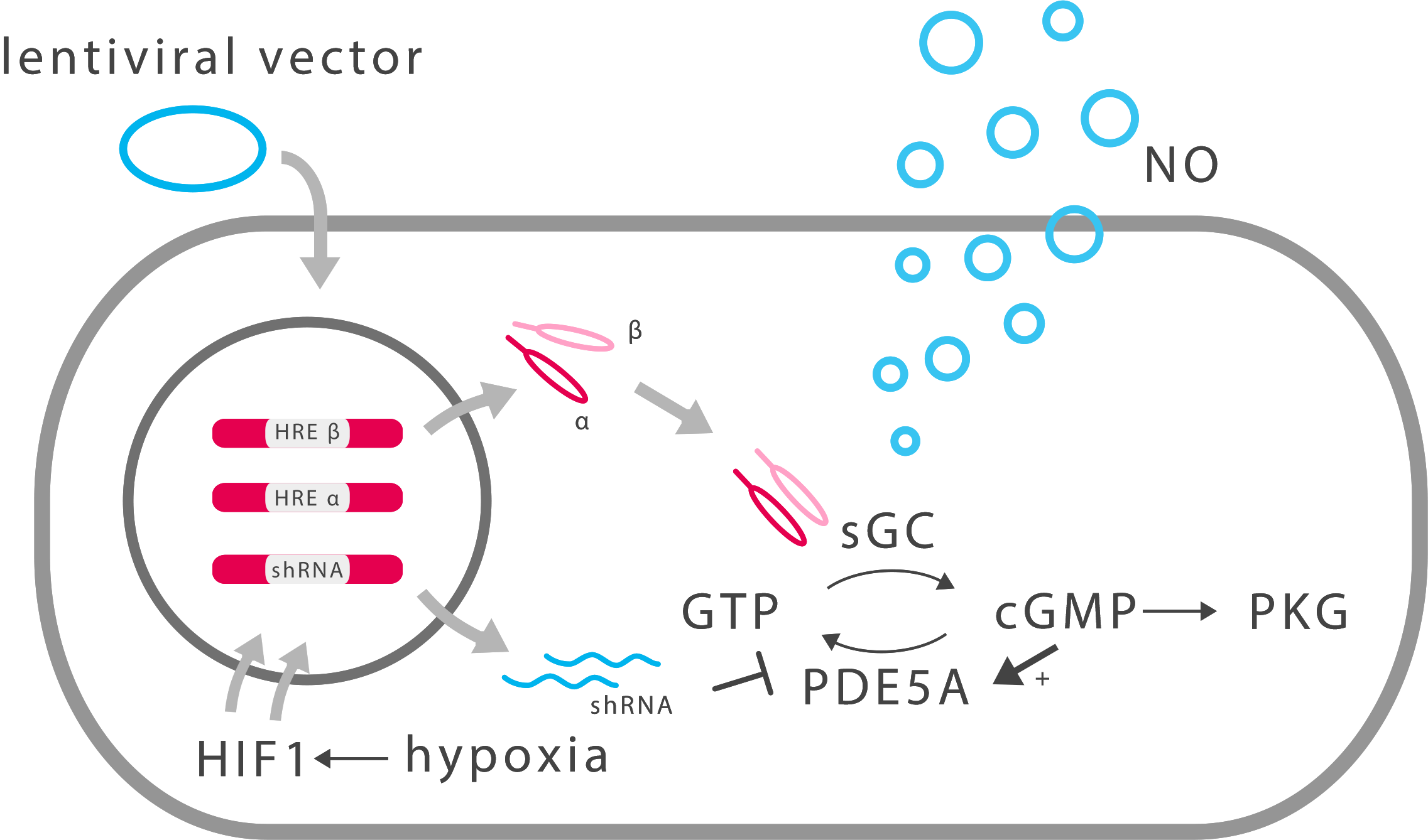 To Modify The Cgmp Metabolic Pathway In A Human Cell - Guanylyl Cyclase Nitric Oxide (2273x1338), Png Download