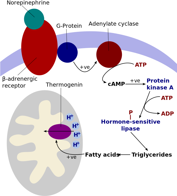 Cold Induced Thermogenesis - Thermogenin Mitochondria (744x865), Png Download