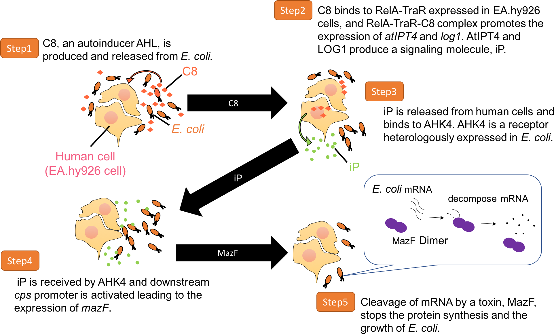 In A Real World, Multiple Kinds Of Organisms Co-exist - Bacterial Cell Co Culture (1969x1185), Png Download