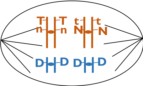 Human Germ Cell, Showing All Of The Cell's Content - Circle (456x275), Png Download