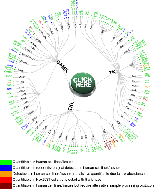 Camk, Tk And Tkl - Clipart 24 7 (528x650), Png Download
