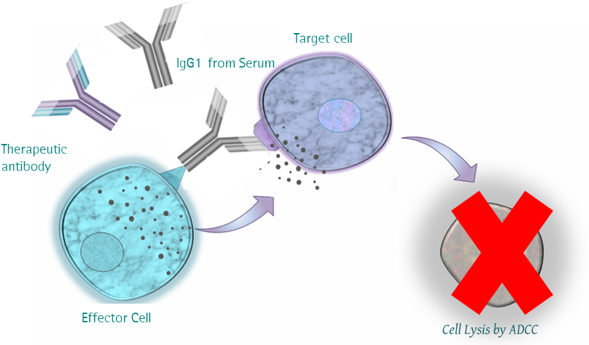 Impact Of Human Serum On Adcc Assays - Sartorius Stedim Biooutsource Ltd (869x500), Png Download