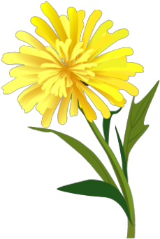 Dandelion - English Marigold (420x420), Png Download