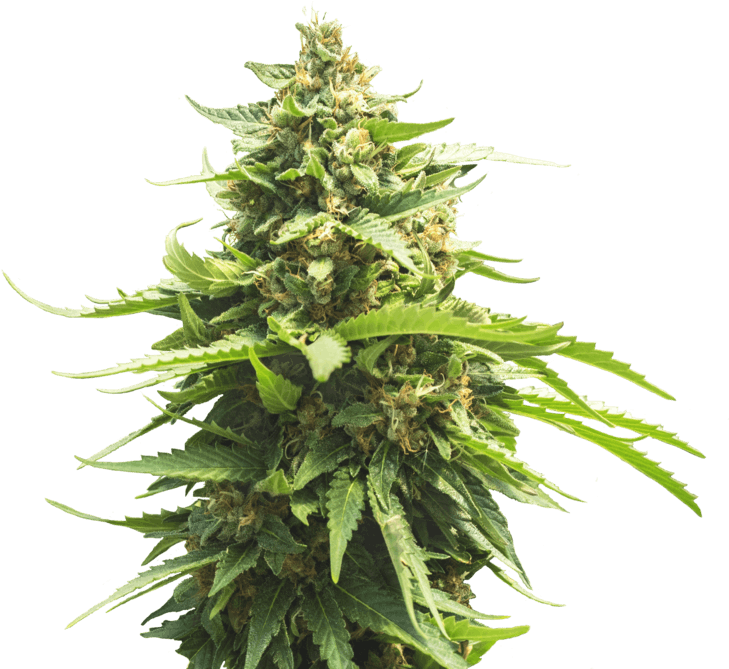 Green Crack - Christmas Tree (770x670), Png Download