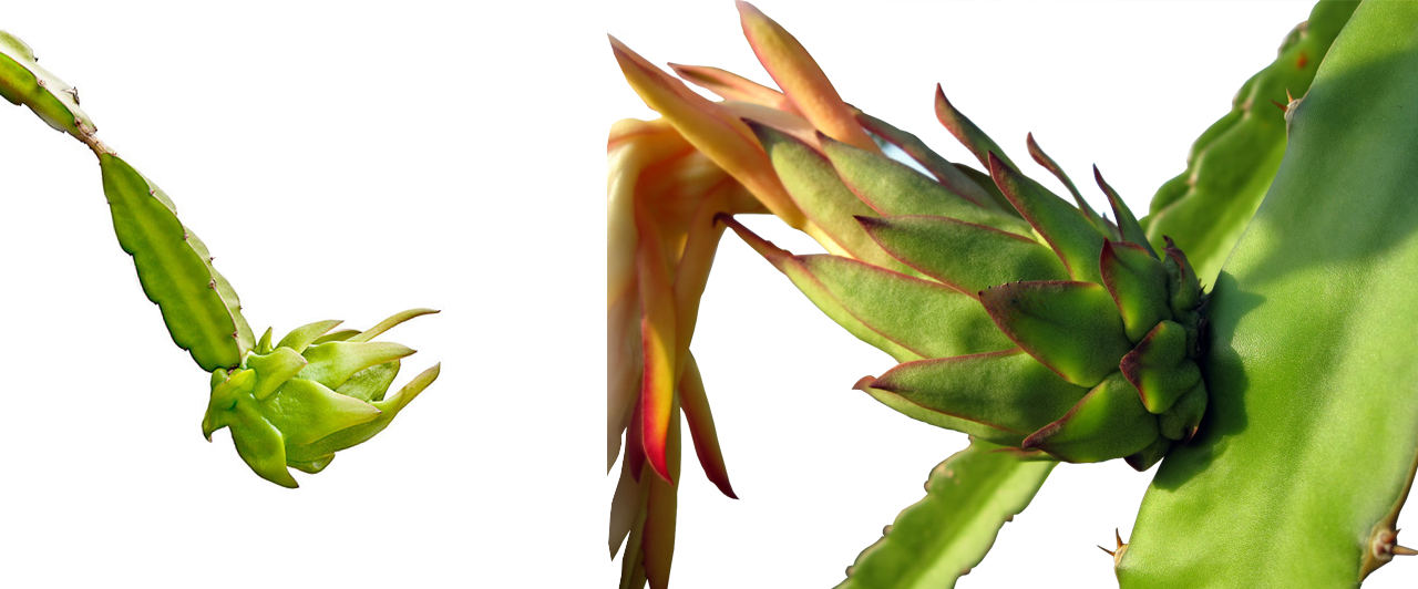 Dragon Fruit - Dragon Fruit Leaf Png (1280x532), Png Download