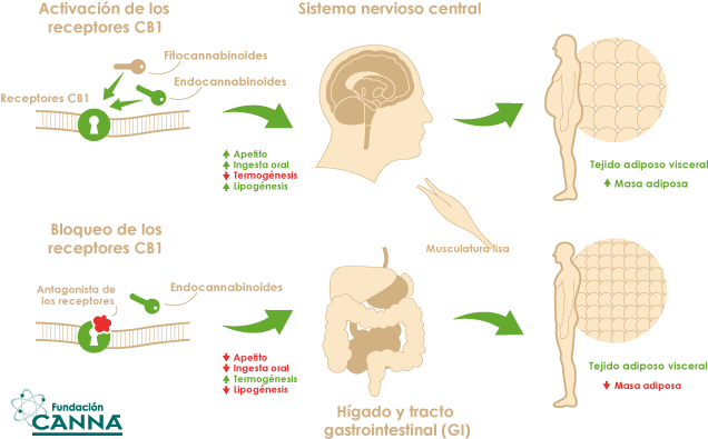 Que Son Y Como Trabajan Los Cannabionoides Del Cannabis - Fundacion Canna (640x404), Png Download