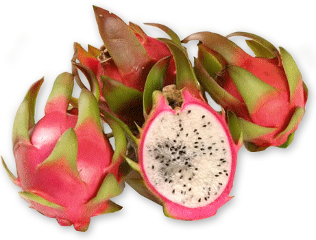 Dragon Fruit - Dragon (461x351), Png Download