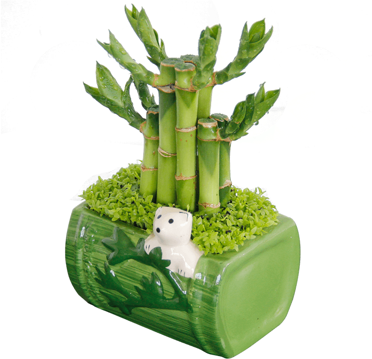 Get Quotations - Plants (800x800), Png Download