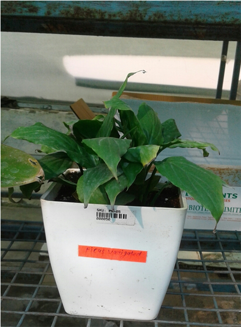 Flowerpot (800x800), Png Download