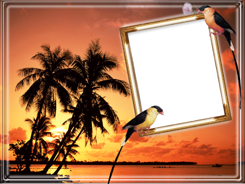 Photo Frame - Tropical Birds - Silent Moments / Various - Cd (498x374), Png Download