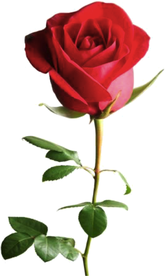 Curcuma - Read Rose Good Night (730x1042), Png Download