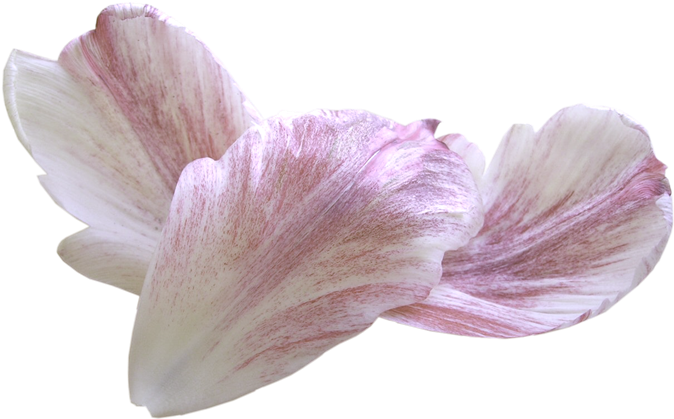 Flores Petalos 60 - Petal (700x442), Png Download