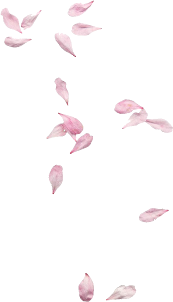 Discover The Coolest - Petalas De Cerejeira Png (650x1089), Png Download