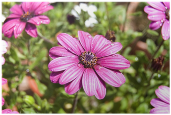 Dimorphotheca Sp Con Pétalos Morados Y Gotas De Agua - Nombres De Flores (400x400), Png Download