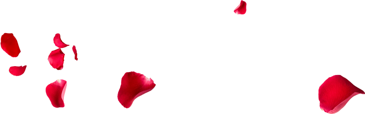 Buscanos En - - Rose (738x231), Png Download