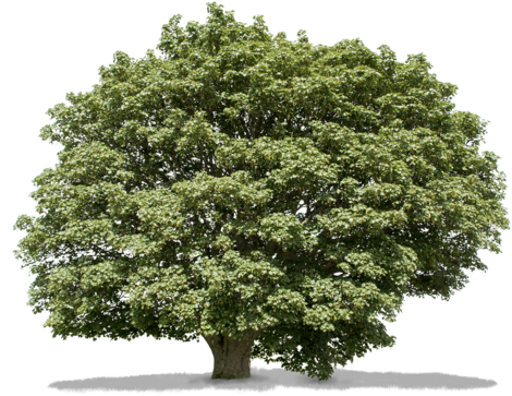 Acer Campestre Ii - Acer Campestre (480x388), Png Download