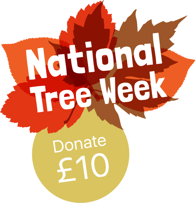 City Of Trees 2017 (830x856), Png Download