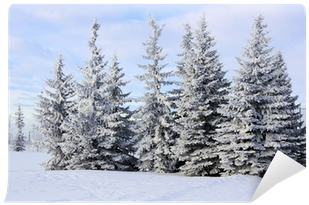 Winter View Of A Group Of Frost And Snow Covered Spruce - Snow (400x400), Png Download
