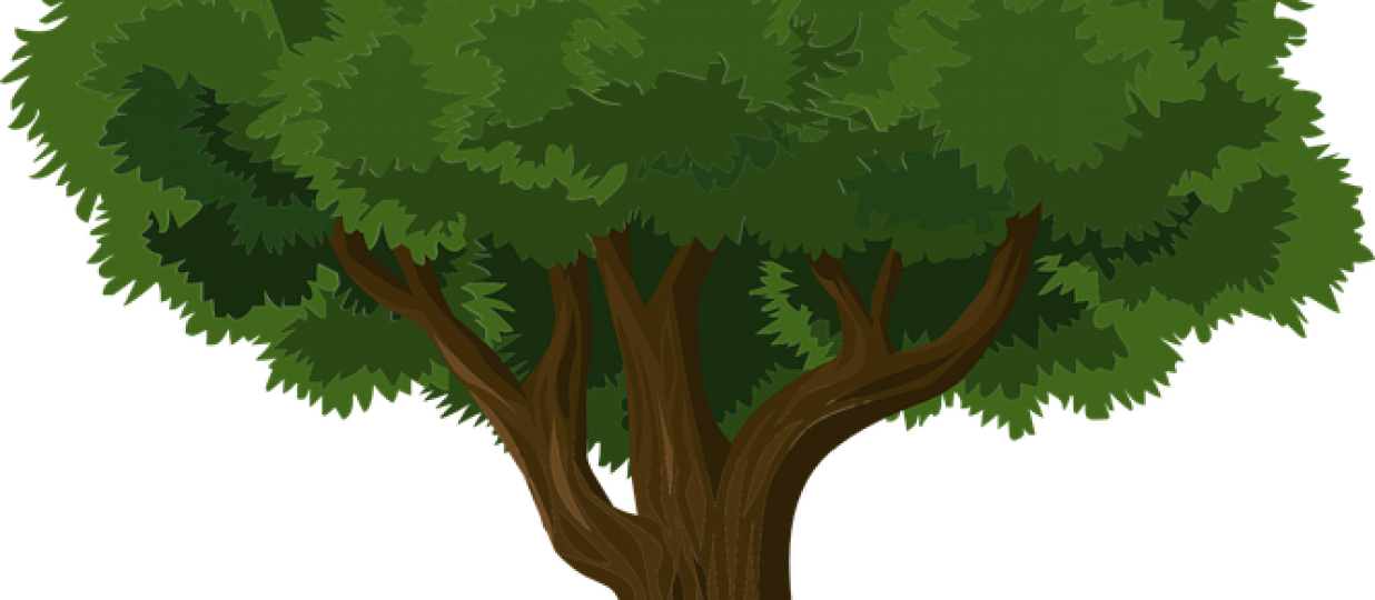 Trees And Packaging - Big Tree Logo (1236x540), Png Download
