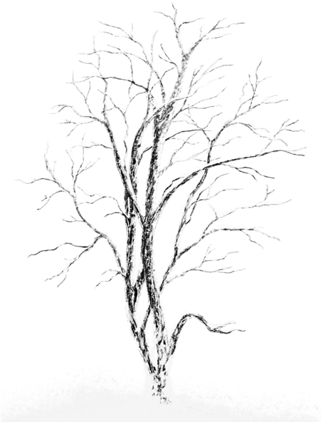 Winter Snowy Tree Png Picture - Cafepress Sic L Cutting Board 820 H F Square Sticker (450x600), Png Download