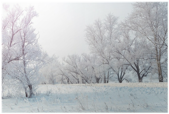 Winter Evening Landscape With Snowy Trees Poster • - Winter (400x400), Png Download