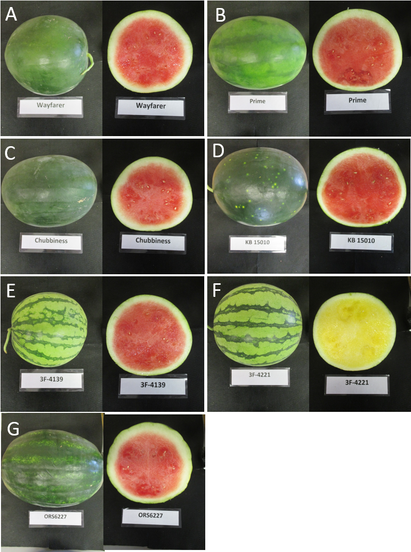 Seedless Watermelon Varieties In 2016 Variety Trial - Types Of Watermelon (836x1110), Png Download