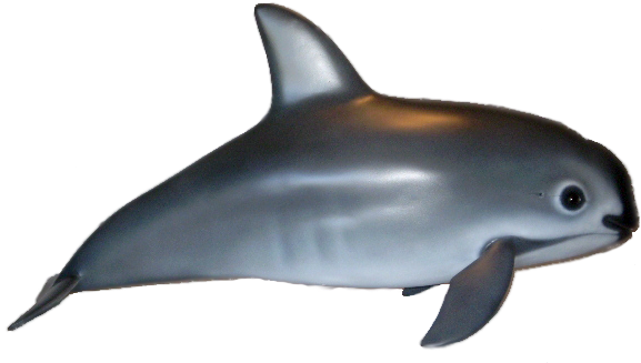 Dolphin Clipart Vaquita - Vaquita Porpoise Png (598x338), Png Download
