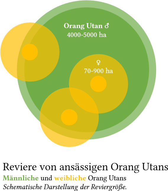 Orang-utan Revier - Human (689x770), Png Download