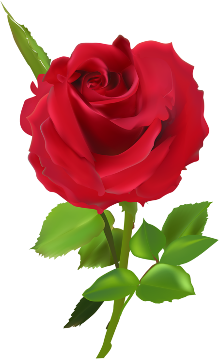 Яндекс - Фотки - Rose (496x800), Png Download