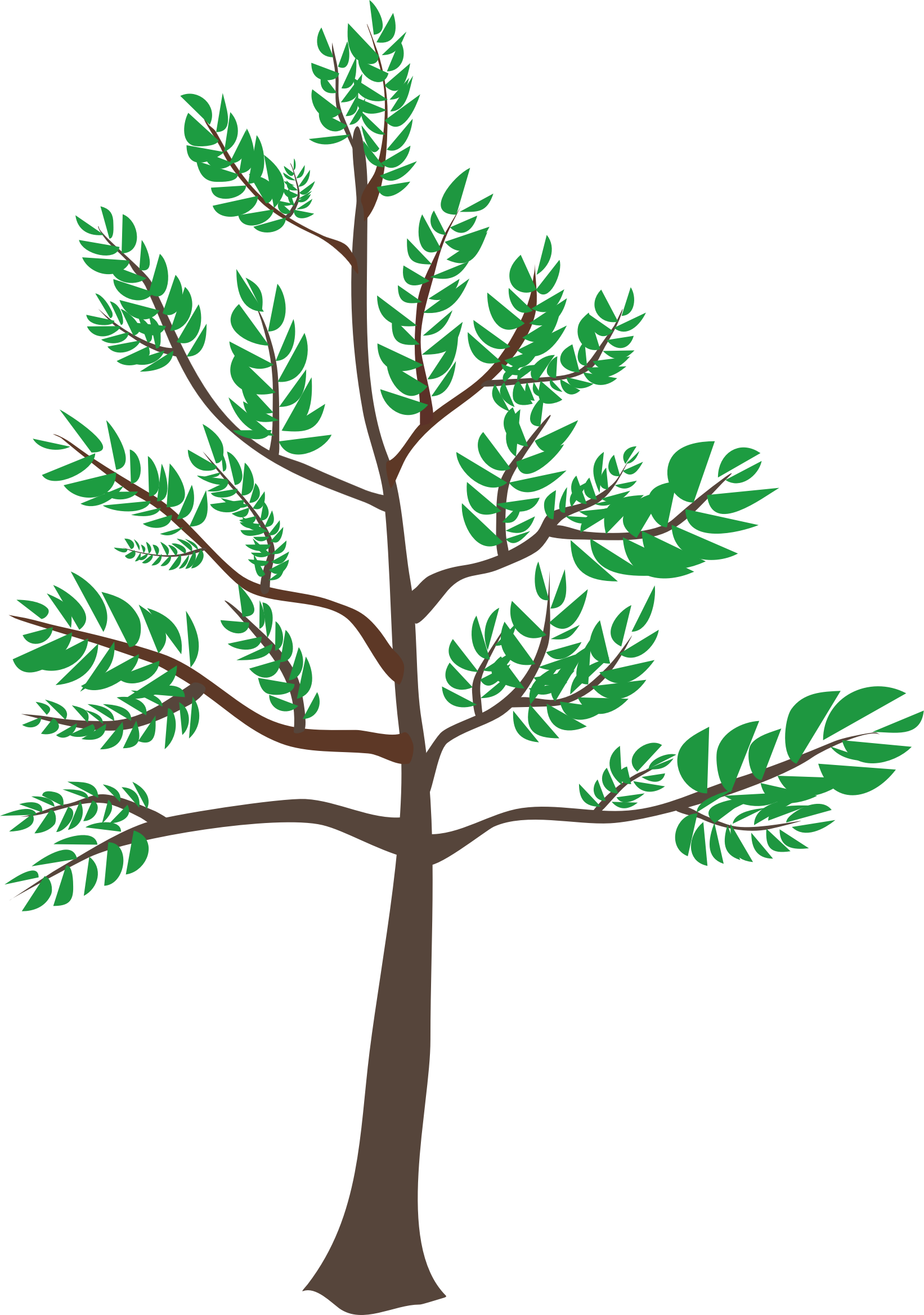 This Free Icons Png Design Of Young Cedar Tree (1642x2336), Png Download