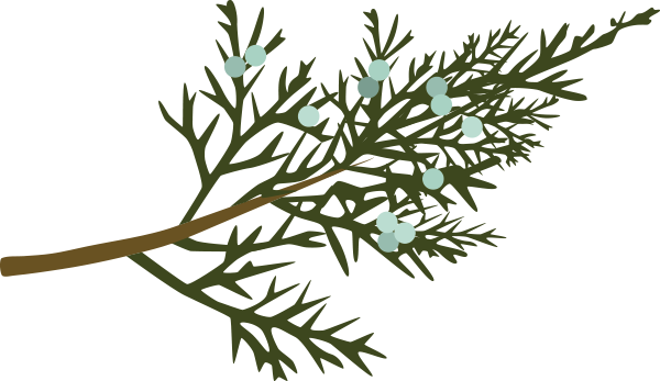 White Pine - Illustration (600x347), Png Download