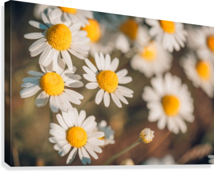 Butterfly Summer Background, Daisy Field Canvas Print - Yijin Jing (429x344), Png Download