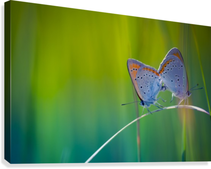 Butterfly Summer Background Canvas Print - Short-tailed Blue (429x344), Png Download