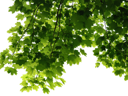 Photo Photo Photo Photo - Bergamot Essential Oil 1 Fl Oz - 100 Pure & Natural (424x318), Png Download