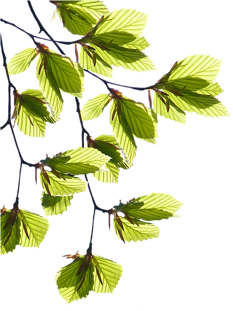 Lá Cây Png (565x640), Png Download