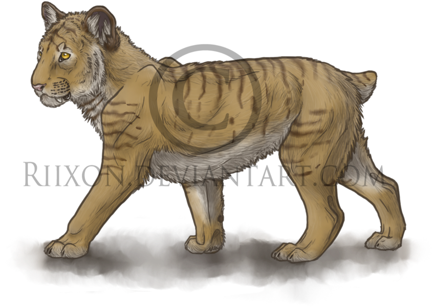 Smilodon Cub By Riixon On Deviantart - Saber Tooth Tiger Cub (900x615), Png Download