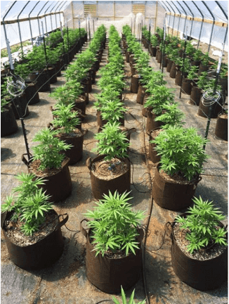 Check Out How Our Customers Are Using Root Pouch - Greenhouse (575x431), Png Download