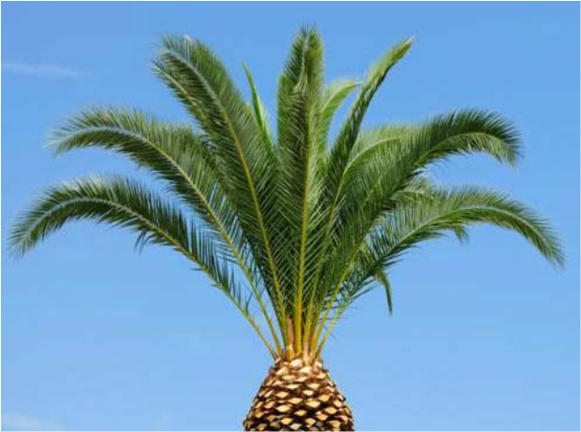 Palm Tree Trimming (860x500), Png Download