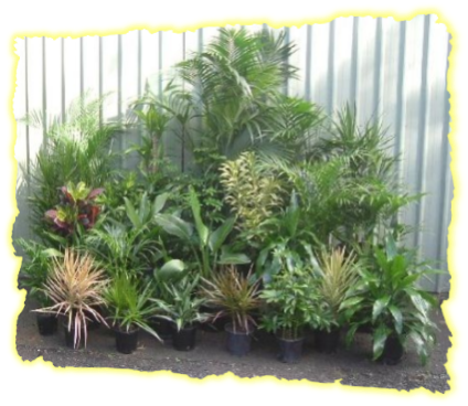 Houseplant (437x391), Png Download